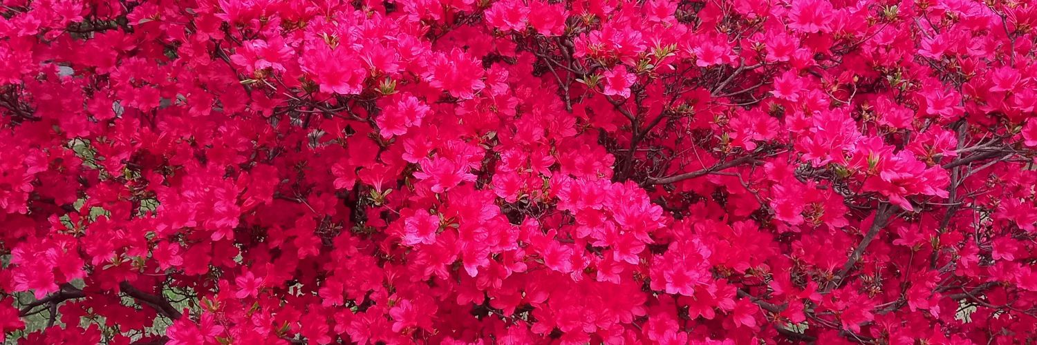 joyro35's profile banner image