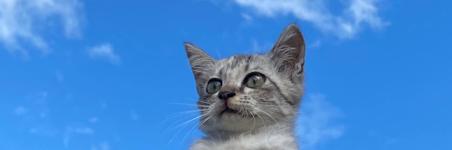 koechingkoe's profile banner image