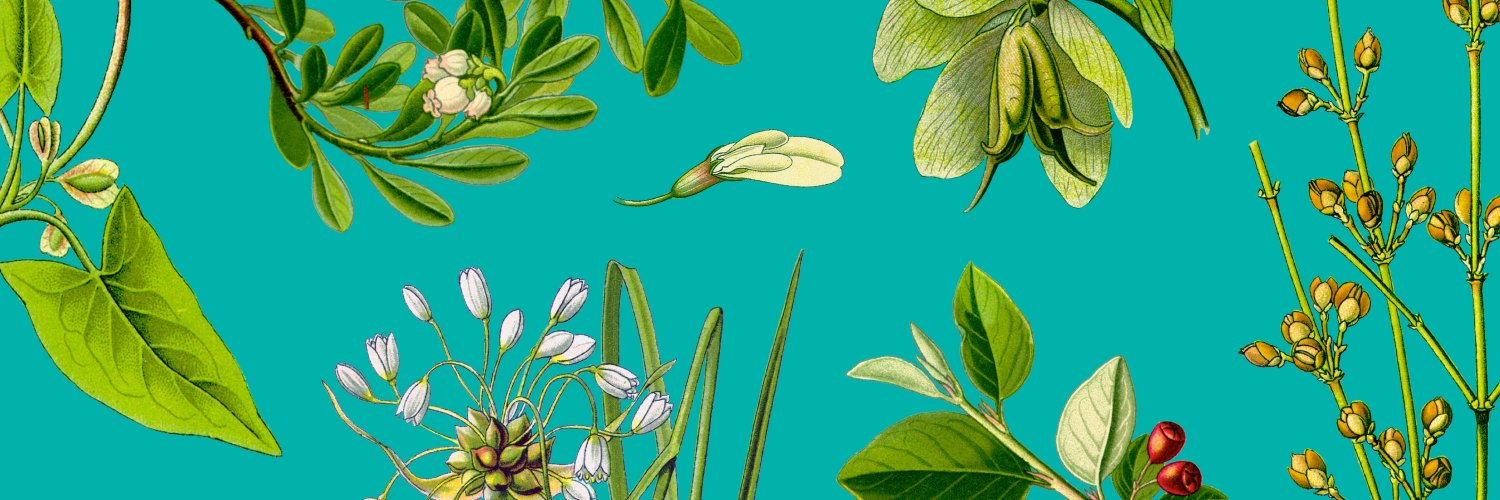 mdwainwright (parroty) banner