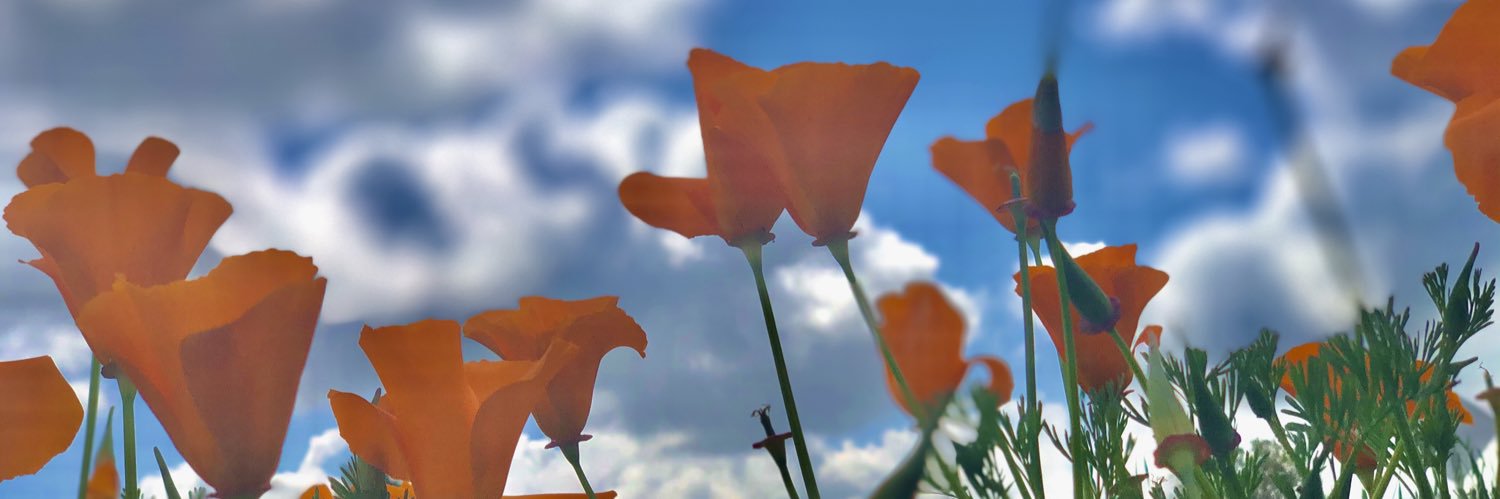 AllieBarn's profile banner image