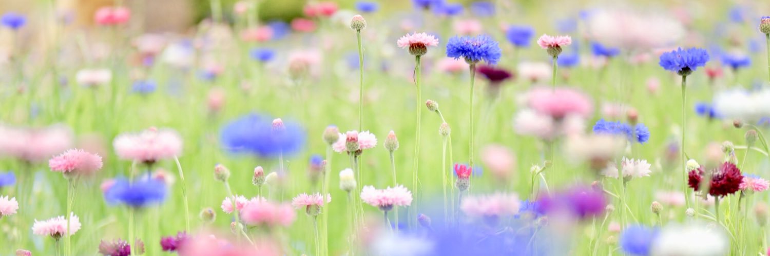 𝘒𝘈𝘚𝘔𝘐𝘕🐰 banner