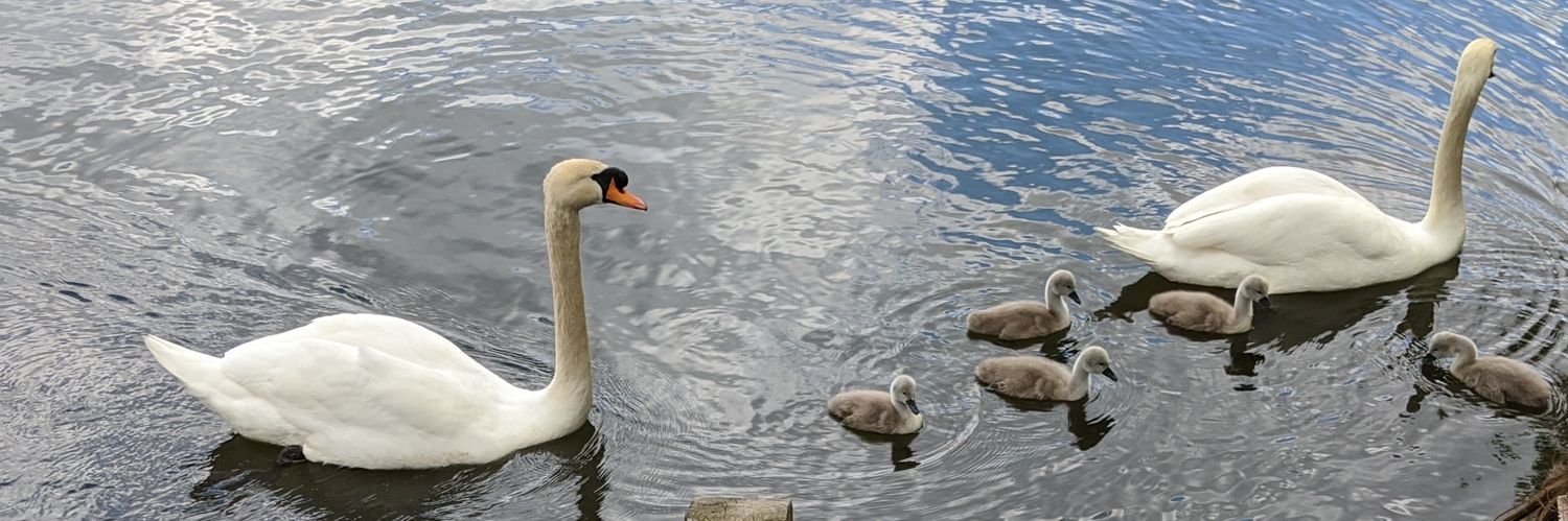 C from London banner