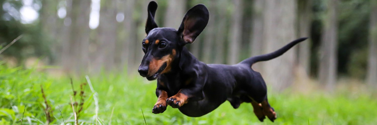 Dachshund Lover Zone's banner