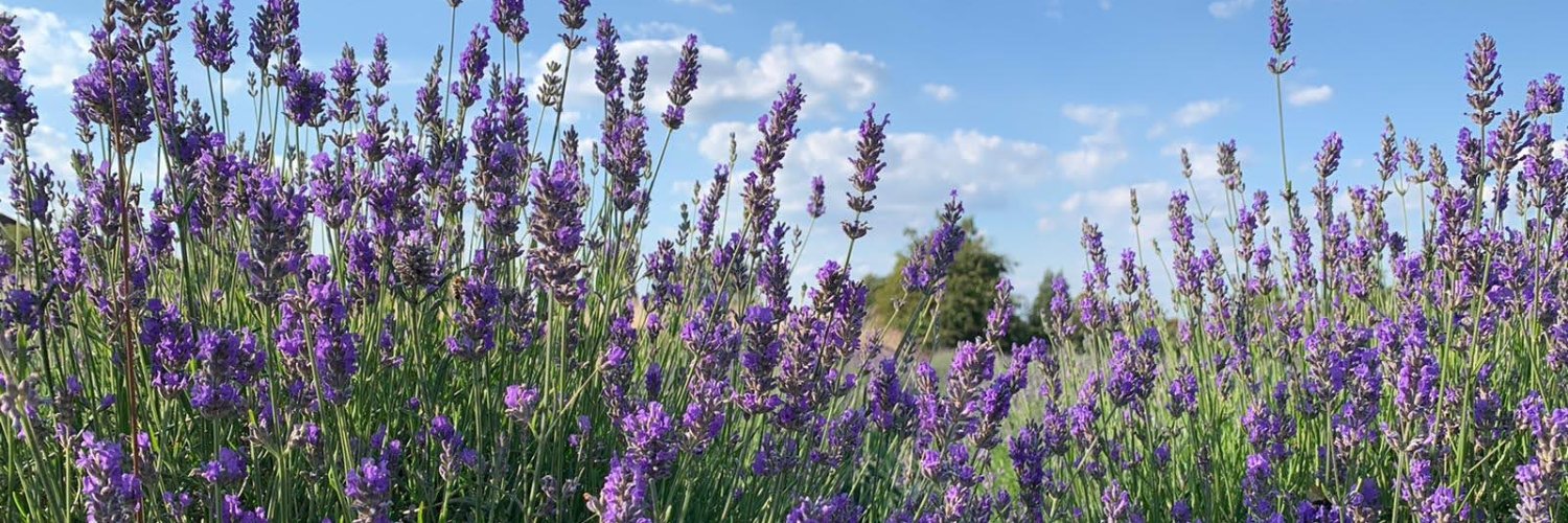 Carshalton Lavender banner