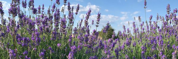 LavenderSM5 Profile Banner