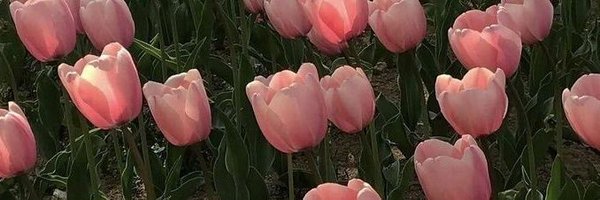 vivhatescals Profile Banner