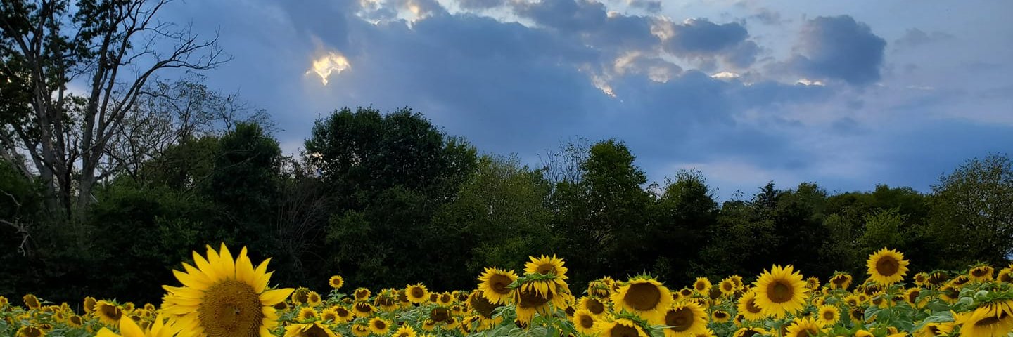 sisterofhowdy's profile banner image