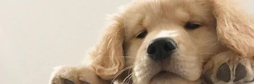 🍅🍅 banner