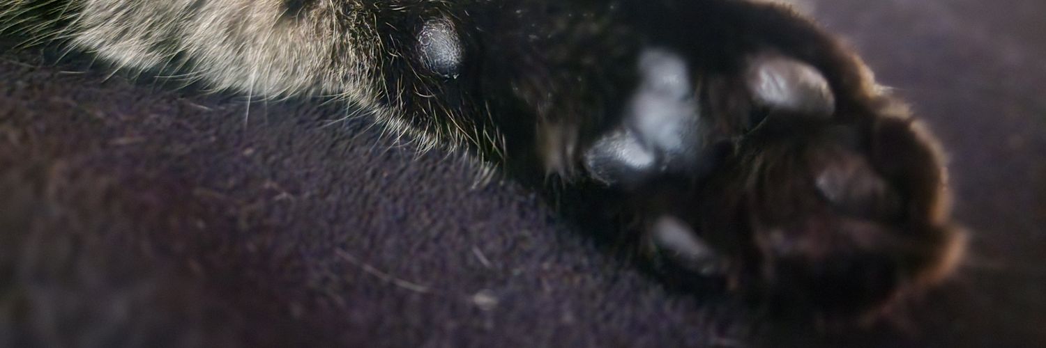 ____hyphen____'s profile banner image