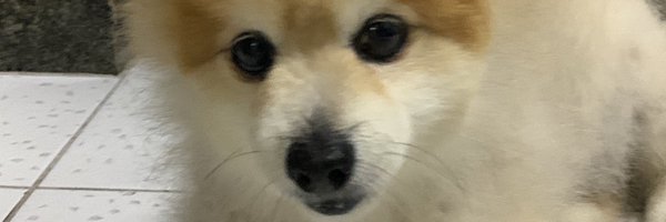 PimentaDede1 Profile Banner