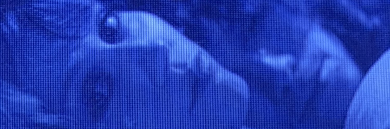 algonnys's profile banner image