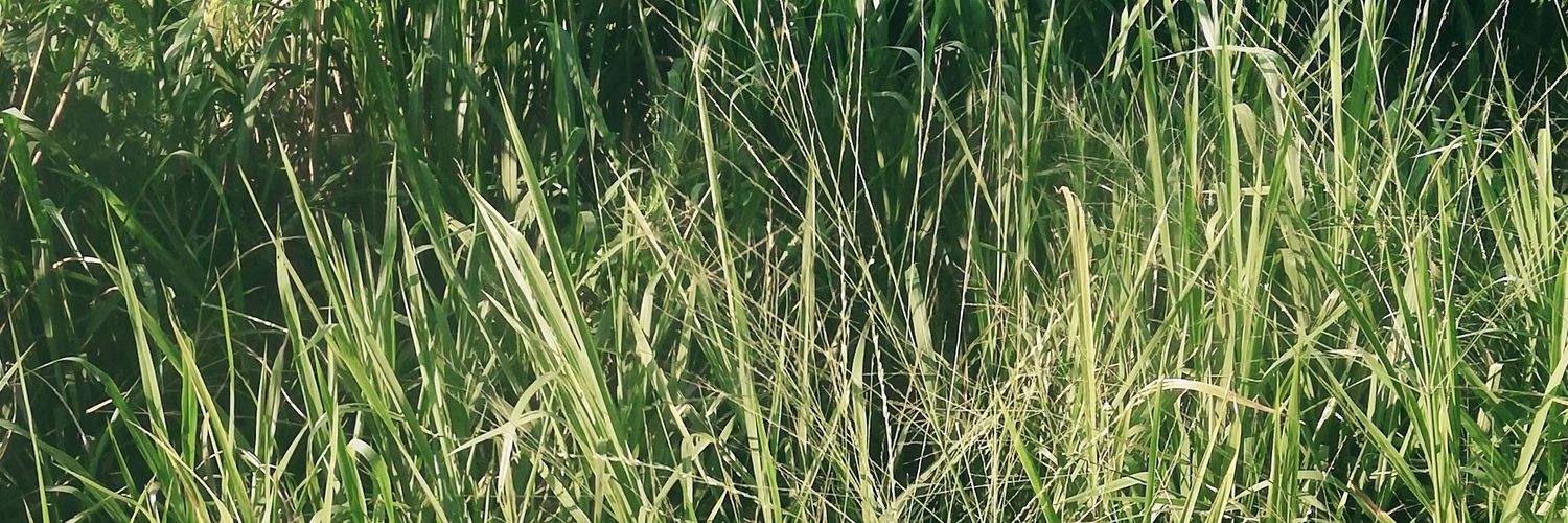 leafdream1008's profile banner image