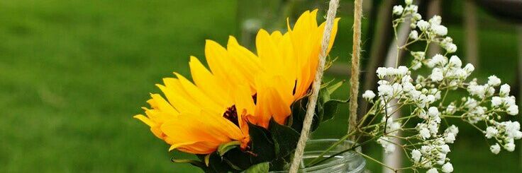 sunn_flowers's profile banner image