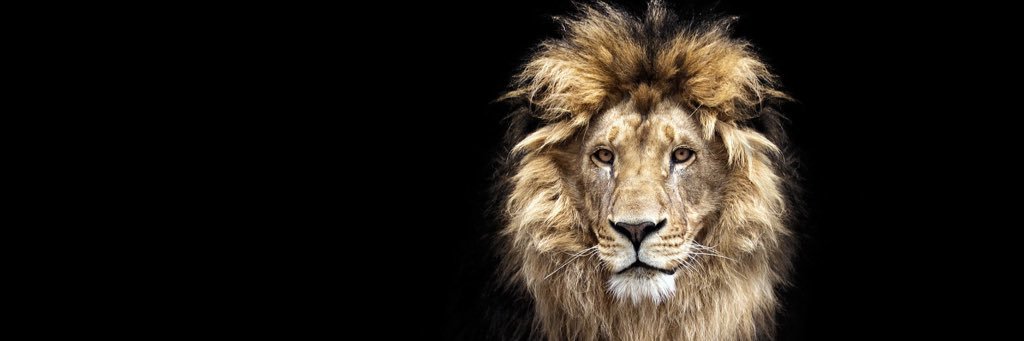 ryanwalling's profile banner image