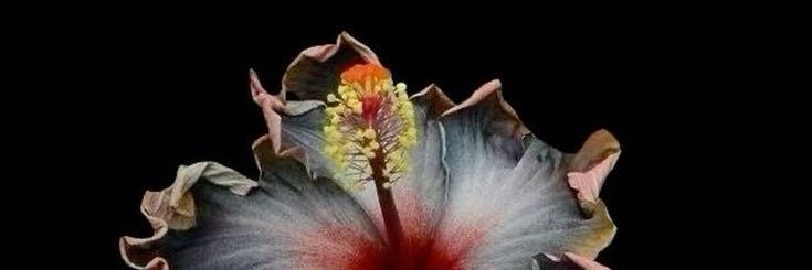 🍉 ☭celestial extrodinarie☭✨ banner