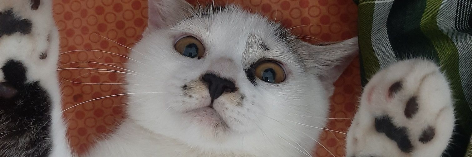 sheezcow's profile banner image