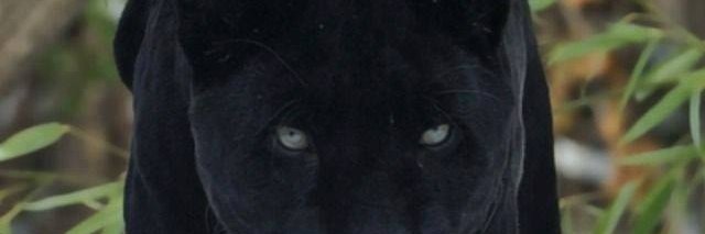 AgidiEternal's profile banner image