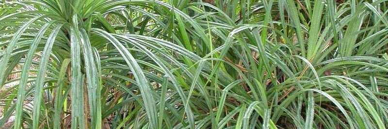 the trillionare banner