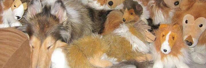 collieflours's profile banner image