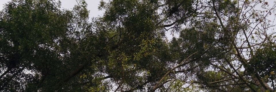 calmtrad3's profile banner image