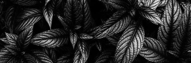 timothytrigger's profile banner image