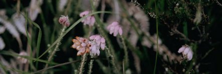 ?Shahed多⨝ ≗⇕Monette⌅ banner