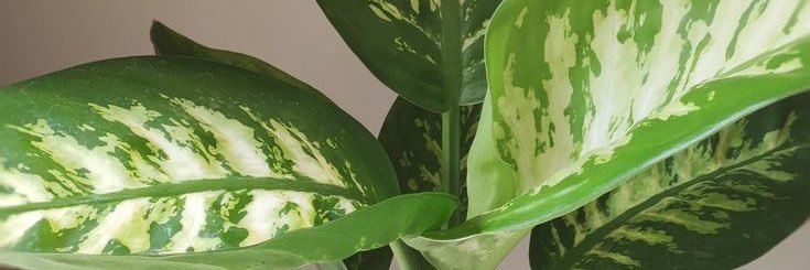𝓁𝑒𝓍🌸 banner