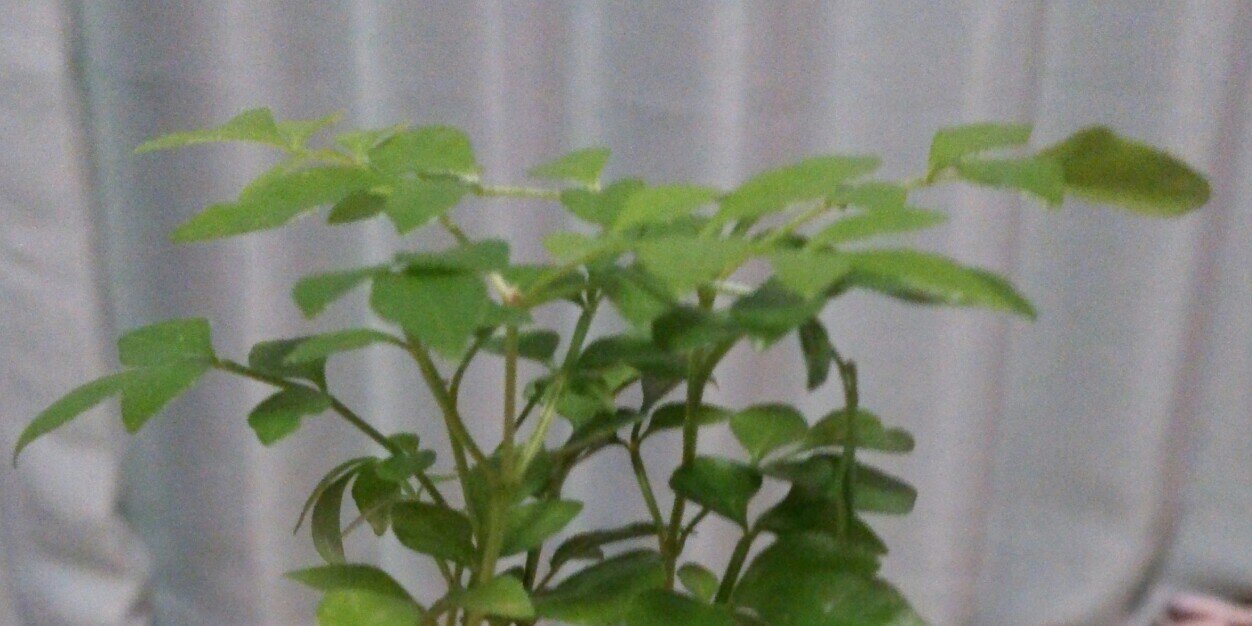 fraxinus_71's profile banner image