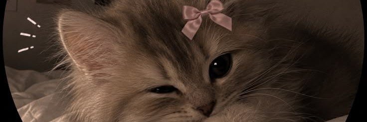 shambaplotske's profile banner image
