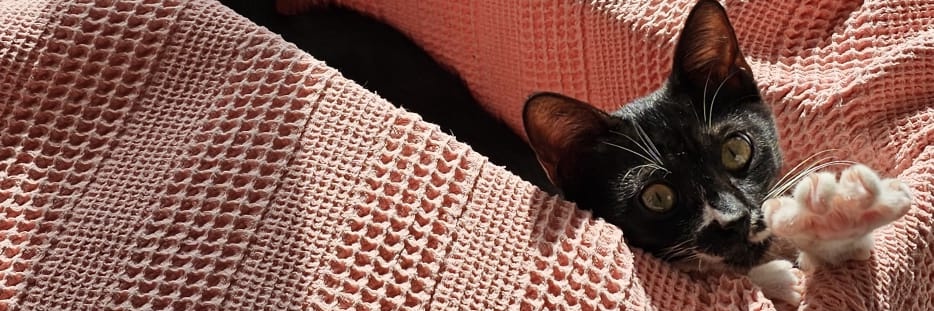 Stern🧷 banner