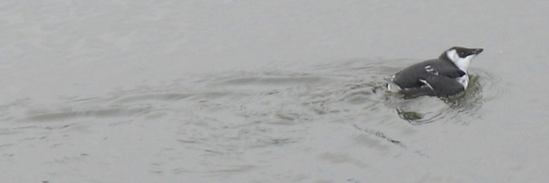 ammodramus88's profile banner image