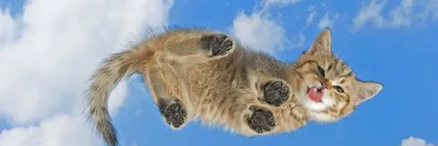 ASF_Autisme's profile banner image