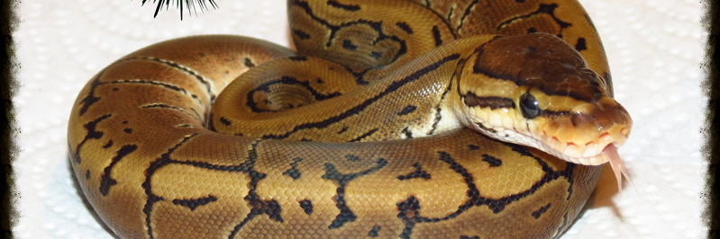 Deep South Balls banner