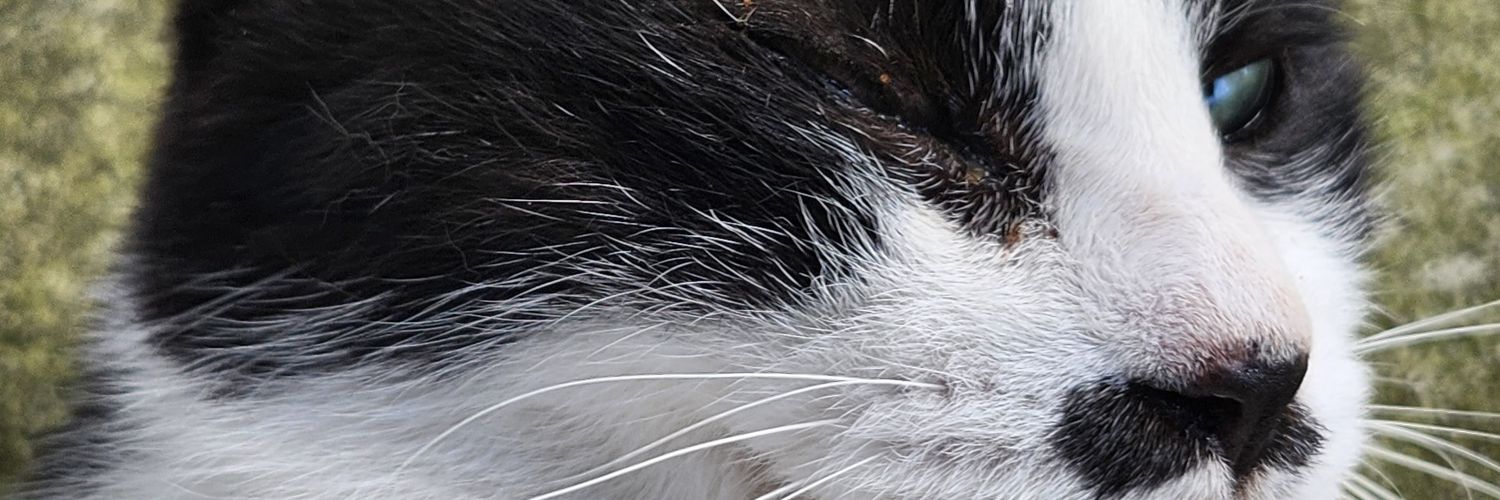noblemindedness's profile banner image