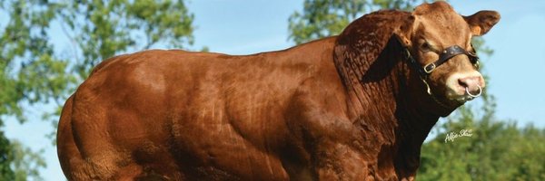 bova_ai Profile Banner