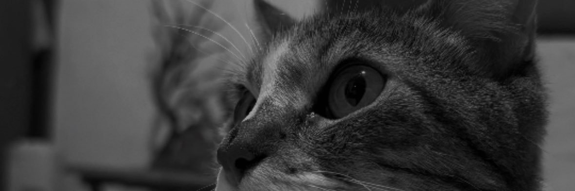 EleTorres8's profile banner image