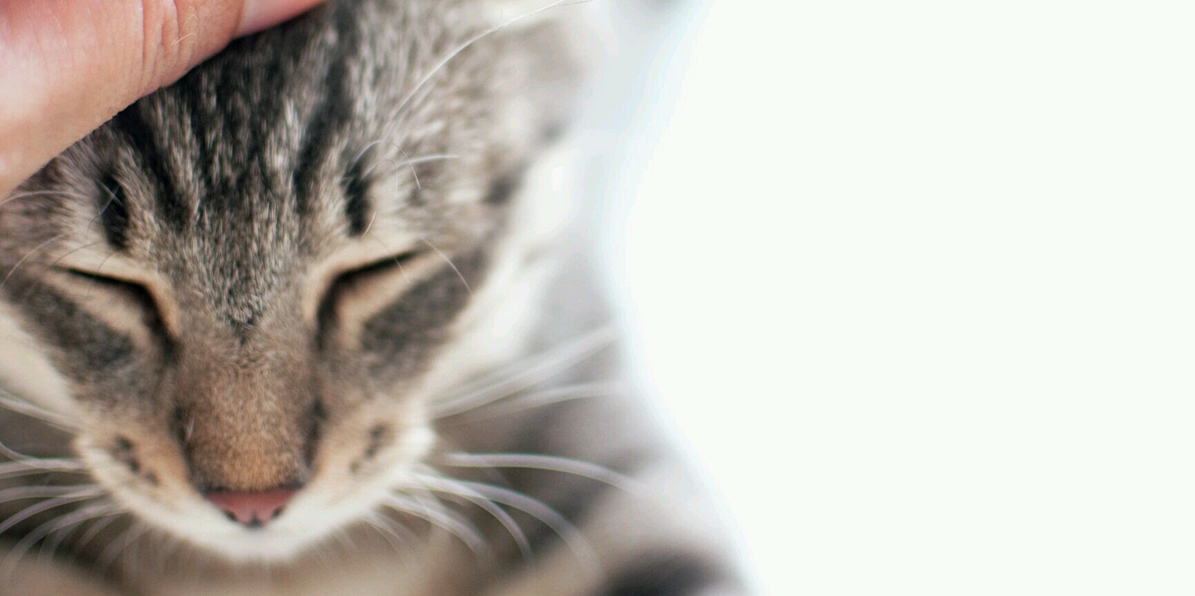 with_animals_k's profile banner image