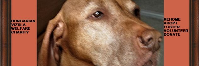 RoseFrampton's profile banner image
