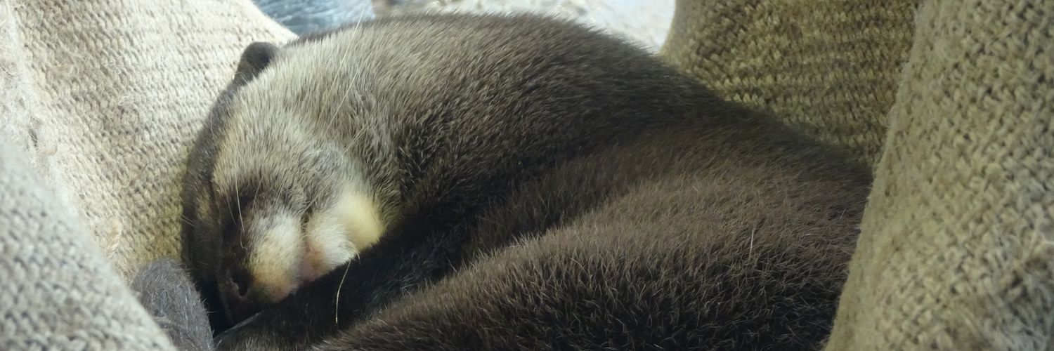 prototypewriter's profile banner image