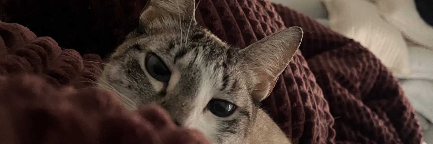 O Pirata Jurídico banner