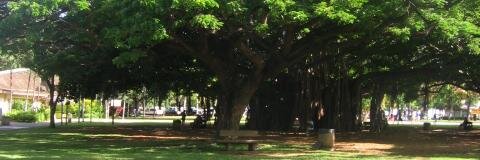 suzanneroig's profile banner image