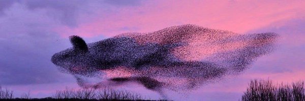 Iced_capp2025 Profile Banner