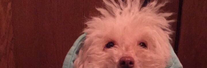 GrumpyCoconut's profile banner image