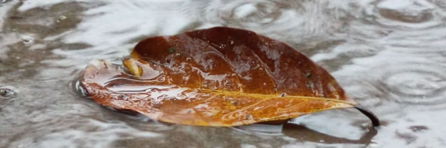 MeisterXs's profile banner image