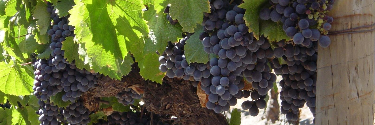 PhilipsonWine's profile banner image