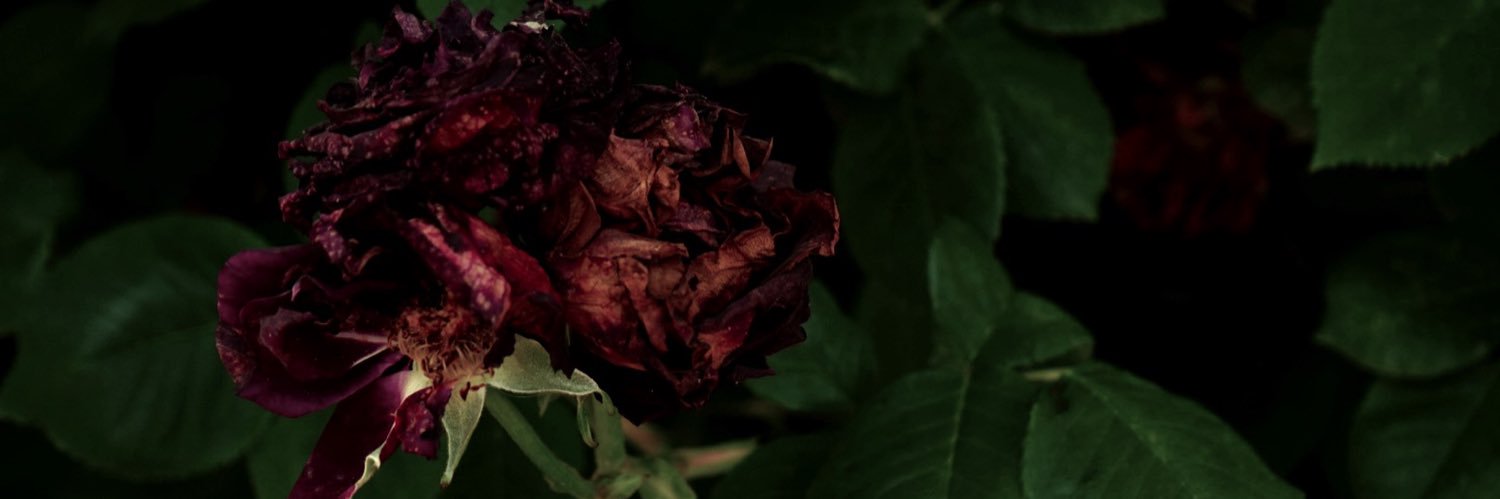 roserose69's profile banner image