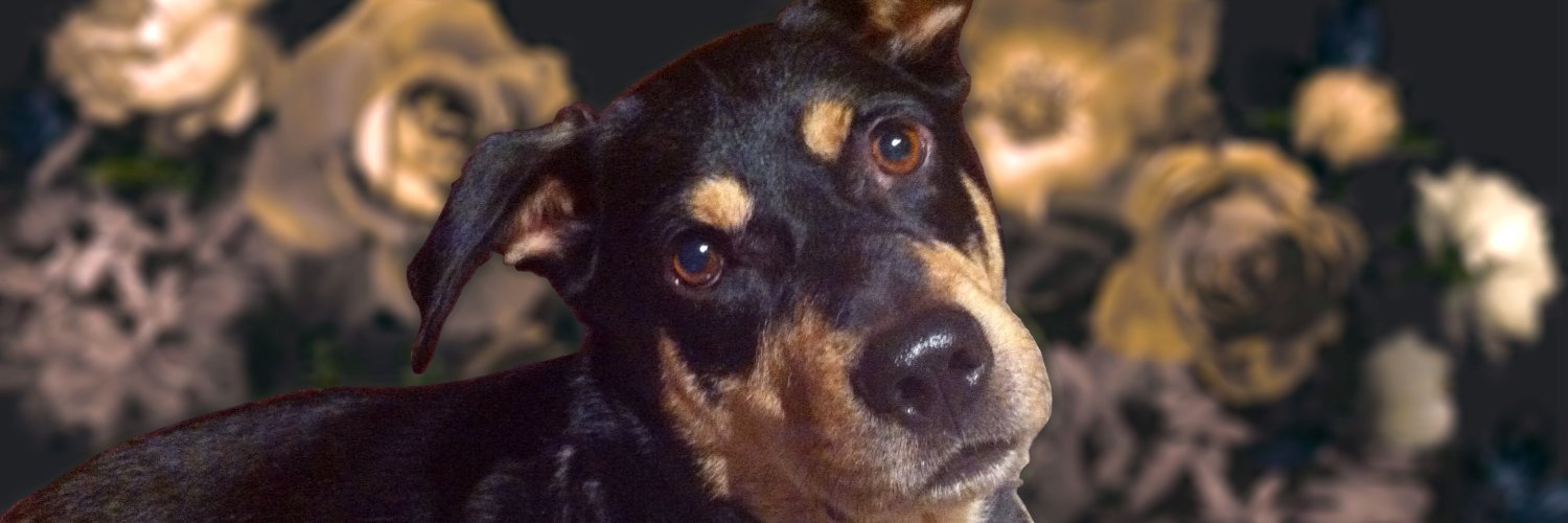 Monicasnagy's profile banner image