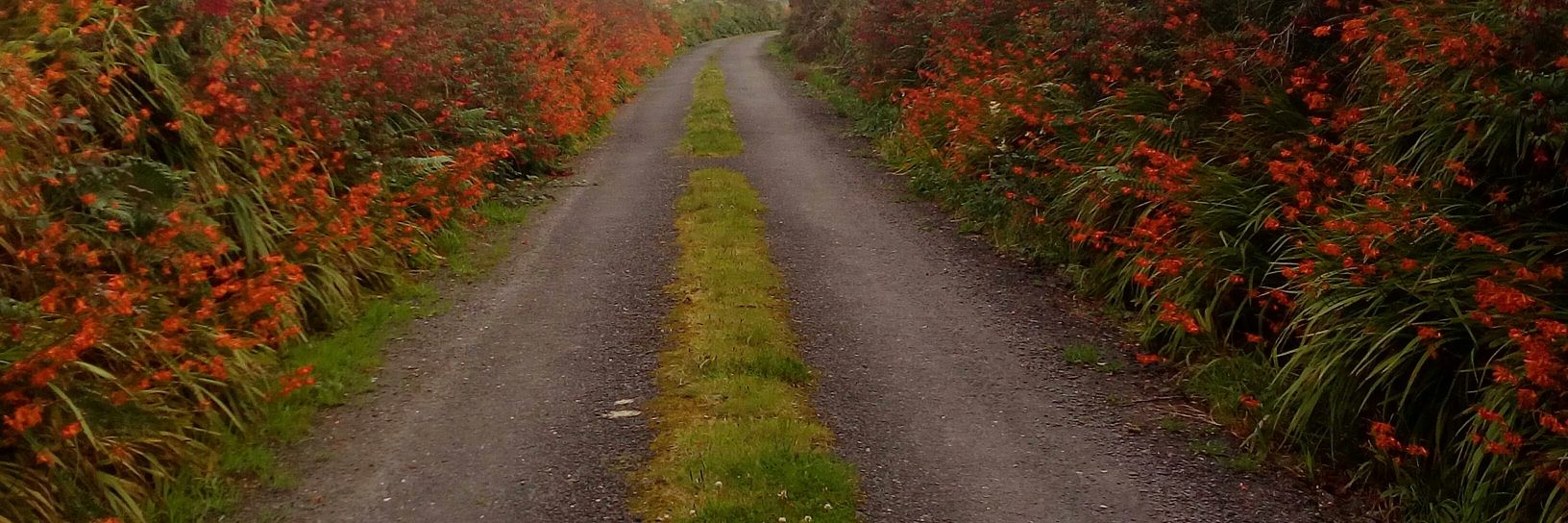 Eva Ní Shúilleabháin banner