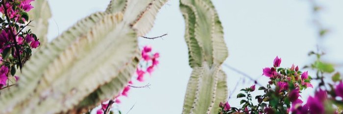 constantwanders's profile banner image