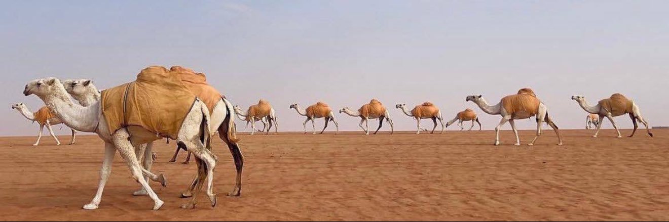 حمد بدر banner